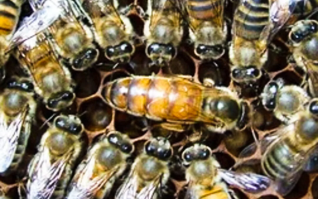 New Buckfast Breeder Queen